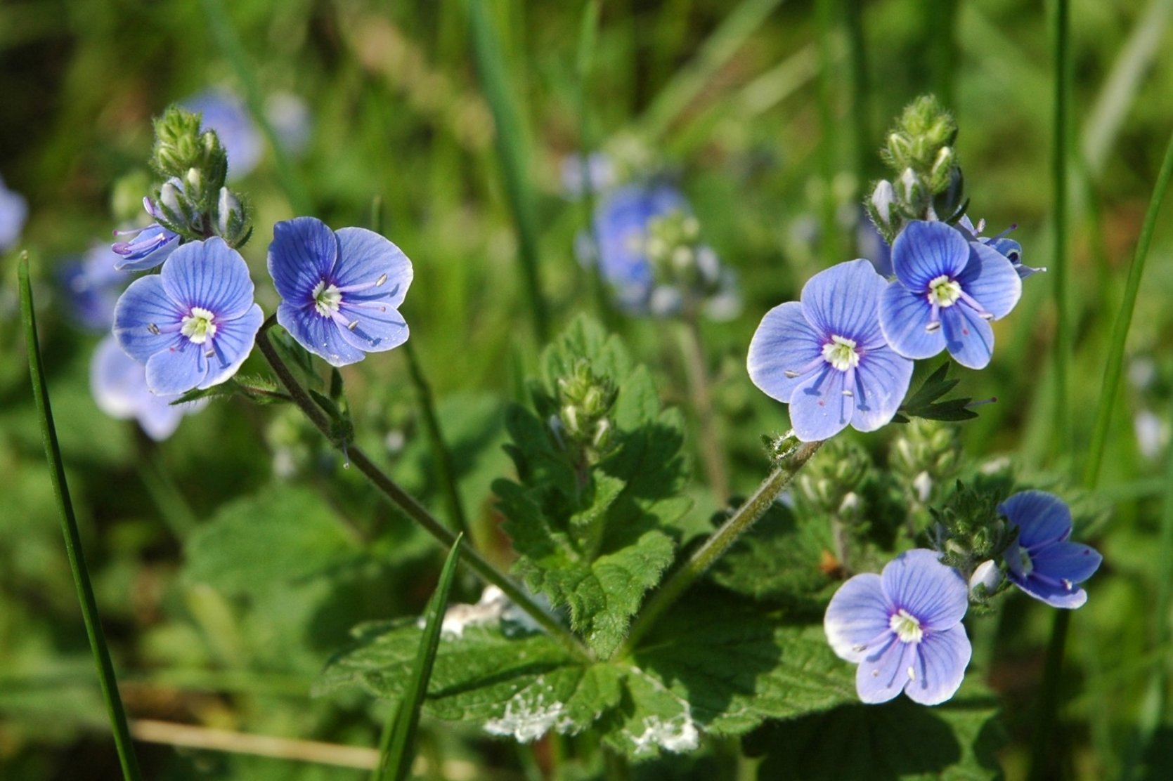 Veronica chamaedrys / Veronica comune